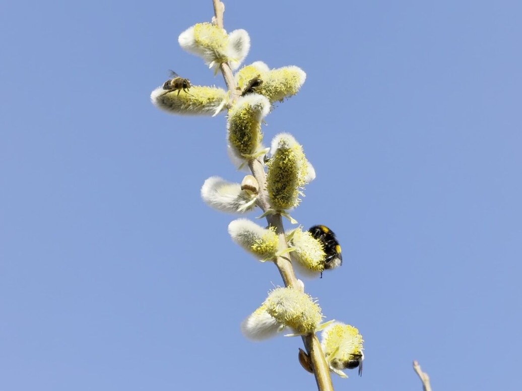Hommel op een bloeiende wilgenkatje